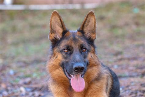 10 Things You Should Know Before Owning A German Shepherd