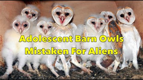 Design 50 Of Barn Owl Aliens Ericssonsonyafea