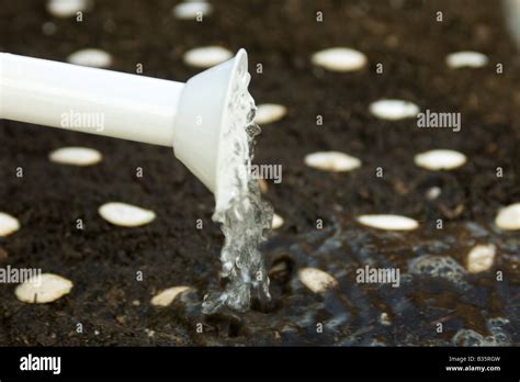 Watering Newly Planted Seeds Stock Photo Alamy
