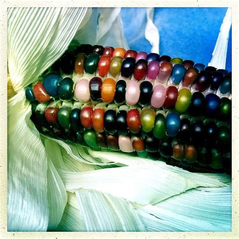 Glass Gem Corn Large Farm It Yourself