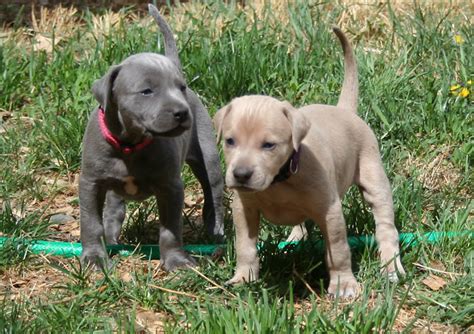 These dogs can typically get pregnant once a year. Blue Lacy Puppies - Puppy Dog Gallery