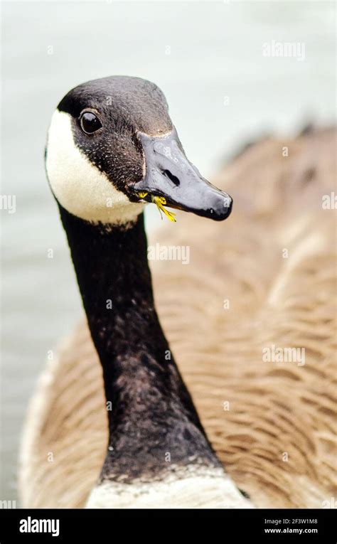 Canadian Goose Bird In A Pond Stock Photo Alamy