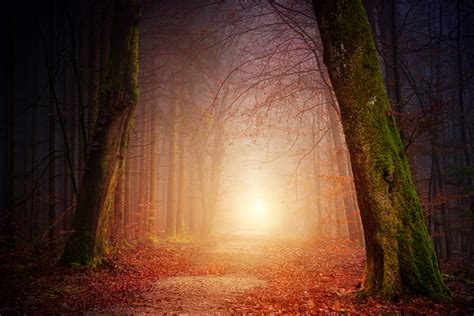 Forest Beautiful Sunbeams 5k Hd Nature 4k Wallpapers Images
