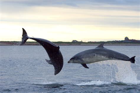 Mr phillips said he had never seen an orca from. Bottlenose Dolphins Chanonry Point 2293 - Flickr Scotland