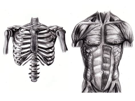 Torso Anatomy Study By Randys01 On Deviantart