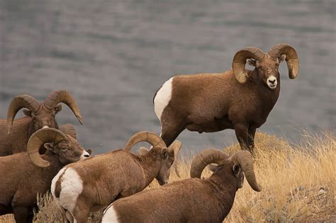 Bighorn Sheep Animals Facts And Interesting Pictures All Wildlife