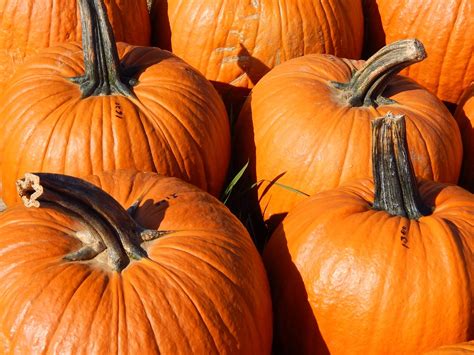 Pumpkins Fall Harvest Thanksgiving Free Photo On Pixabay Pixabay