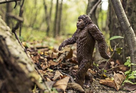 Several Photos Of Possible Bigfoot Near Kentucky Lake — Or Are They