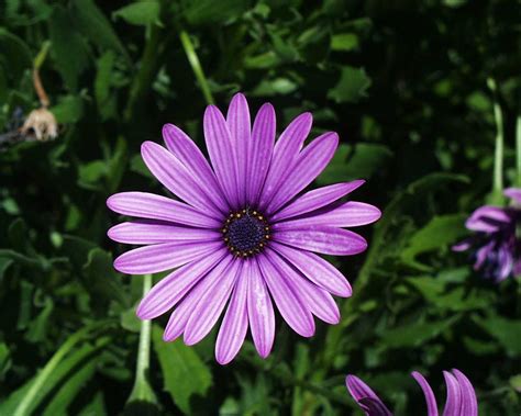 See more ideas about iphone wallpaper, phone wallpaper, wallpaper backgrounds. flowers for flower lovers.: Daisy flower wallpapers.