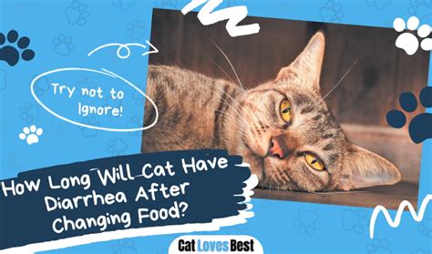 How Long Will Cat Have Diarrhea After Changing Food