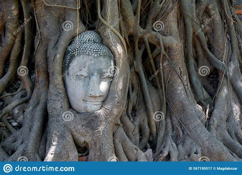 Buddha Head In Three Roots In The Wat Mahathat Temple In Ayutthaya