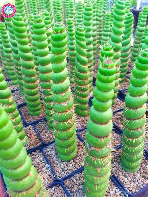 100pcs Rare Cactus Seeds Real Succulent Seeds Green Spiral Funny Bonsai