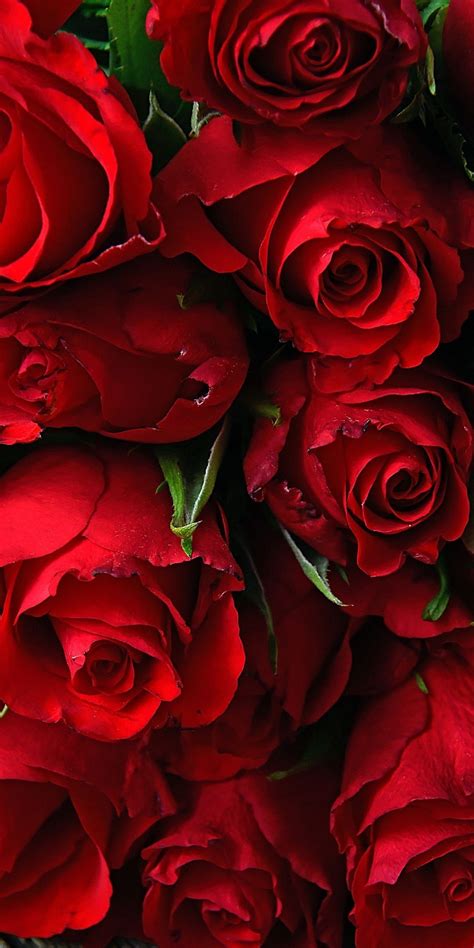 Use them in commercial designs under lifetime, perpetual & worldwide rights. Rose Wallpapers HD Background | AWB
