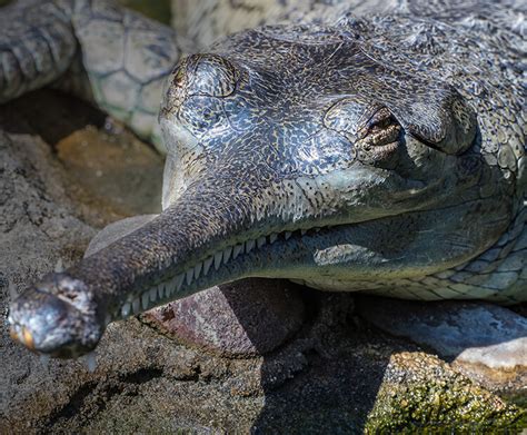 Gharial San Diego Zoo Wildlife Explorers