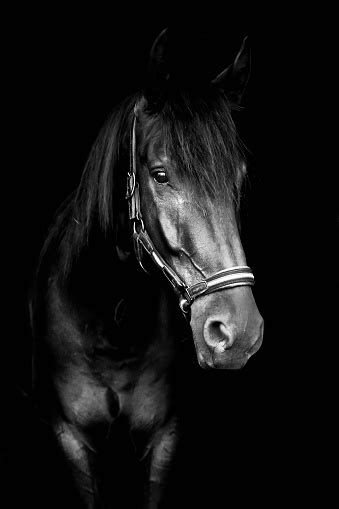 Black Horse On Black Background Stock Photo Download Image Now Istock