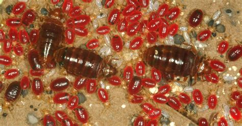 Bed Bugs Disappeared For 40 Years Now Theyre Back Heres What To Know