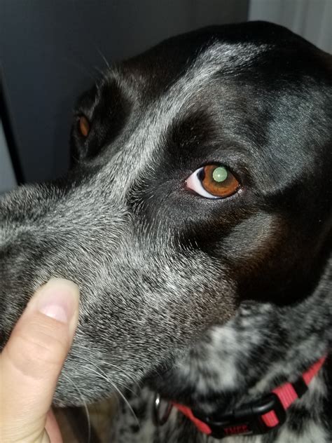 My Dog Has A Black Spot On His Iris Noticed It A Couple Months Ago