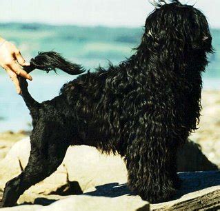 Padrão do cao d'agua portugues. 560PT: Cão d'Água Português