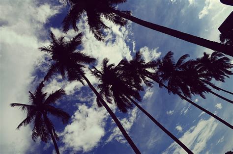 Palm Trees Sky Clouds Trees Tropics Hd Wallpaper Peakpx