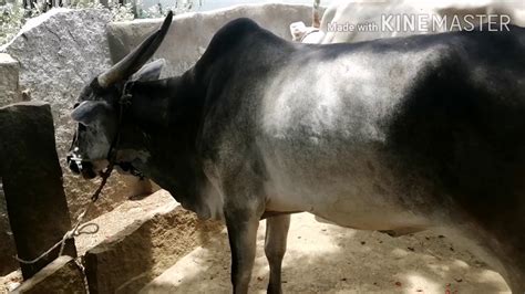 Attractive Pair Of Amrit Mahal Cows Available At Bhai Cattle Farms