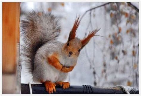 Wild Animals Images Cute Squirrels Wallpaper And