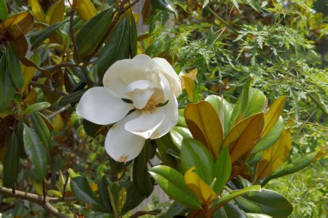 What does magnolia smell like? Magnolia Flower Free Stock Photo - Public Domain Pictures