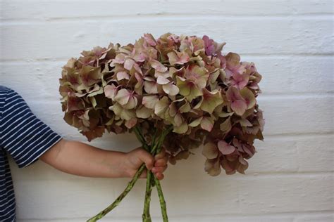 All hydrangea decorating starts with the cutting. How To Dry Hydrangeas - Within these walls