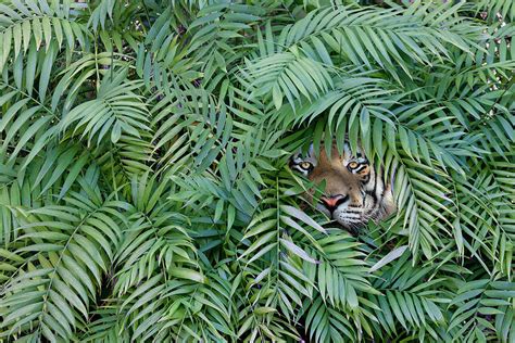 Tiger Peering Through Dense Forest Photograph By John M Lund