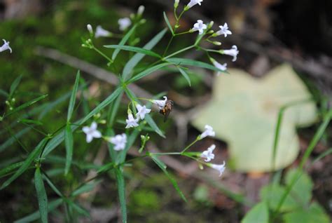 West Virginia Native Wildflowers The Big Year 2013 End Of June Hike