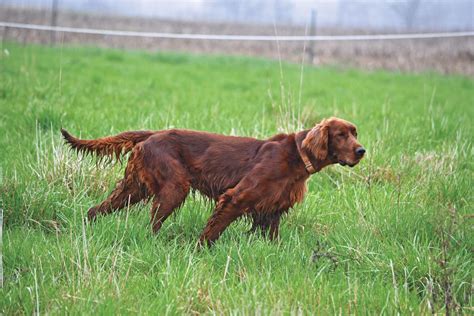 Breed Profile The Irish Setter Gun Dog