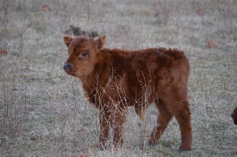 Fuzzy Wuzzy Baby Dexter Calf Hes So Fluffy Fluffy Cows Rare