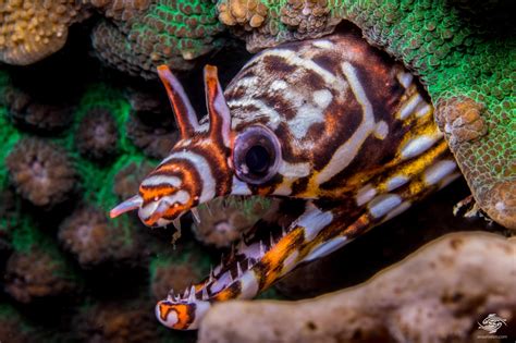 Dragon Moray Eel Mythical Looking Creature Of The Ocean Depths News