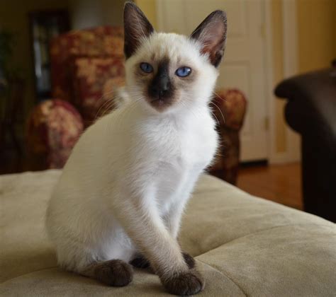 Persian · los angeles, ca. Balinese Cats For Sale | Los Angeles, CA #156366 | Petzlover