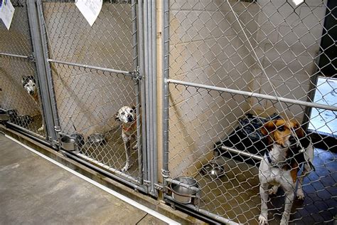 Spca Asks For Help With Overflow Of Pets At Shelter News Sports