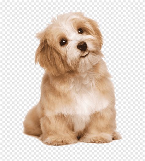 Cute Poodle Animal Puppy Png Pngegg