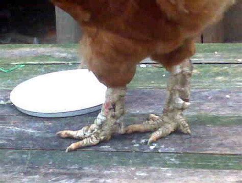 Leg Foot And Toe Issues In Poultry Of All Ages Mites On Chickens