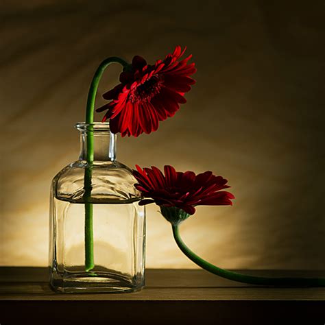 How to make life better? Still Life | Ngan Photography