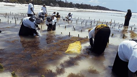 Supporting Sustainable Seaweed Farming For East Africas Coastal