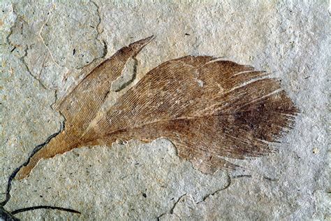 Fossil Bird Feather Stock Image C0285510 Science Photo Library
