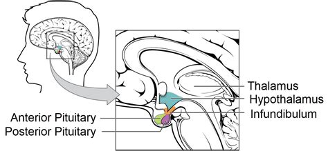 Hypothalamic Pituitary System
