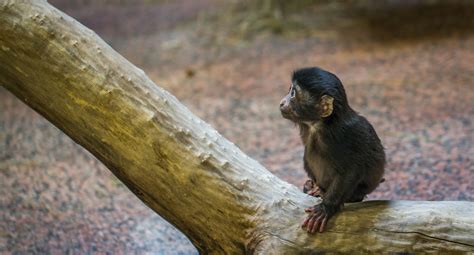 Free Photo Monkey On Brown Tree Branch Animal Nature Young Free