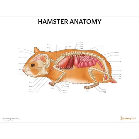 Hamster Anatomy Poster Bones Organs Small Mammal