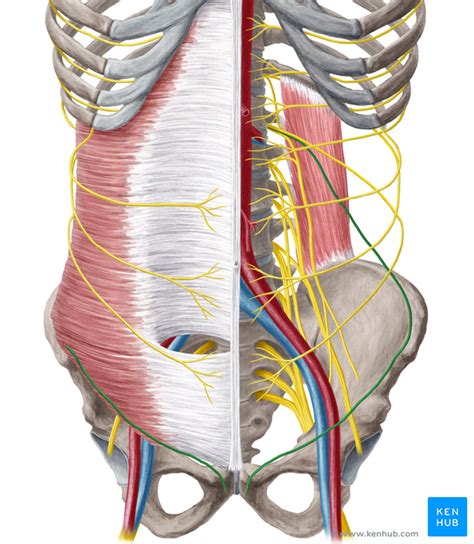 Ilioinguinal Nerve Anatomy And Function Kenhub