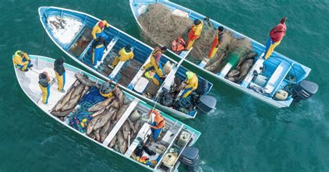 Vaquita Marina Amenazada Por Pesca Ilegal Con Red En Golfo De