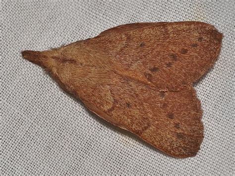 Pararguda Nasuta Wattle Snout Moth Field Guide To The Insects Of