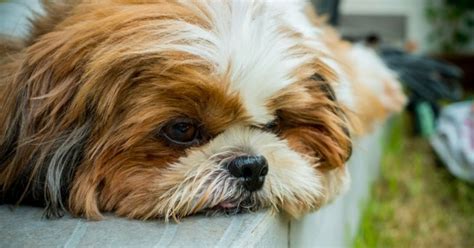 Constipated Shih Tzu Its Causes And Solutions Shihtzu Time