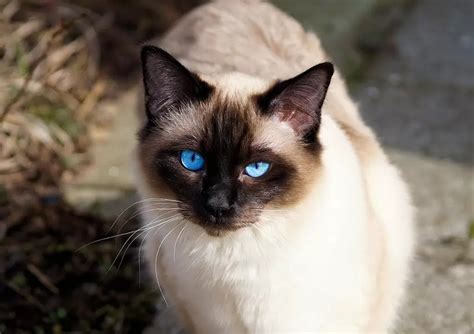 Prettiest Cat Breeds In The World