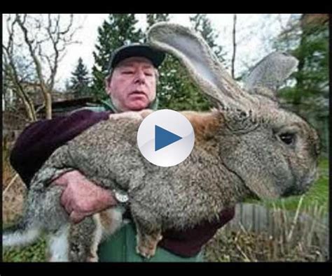 Guinness World Records Largest Animals 2 Giant Rabbit Rabbit Breeds