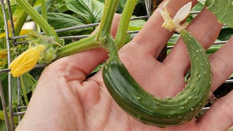 How To Avoid Deformed Short And Fat Or Bent Cucumbers Lubba Lubba