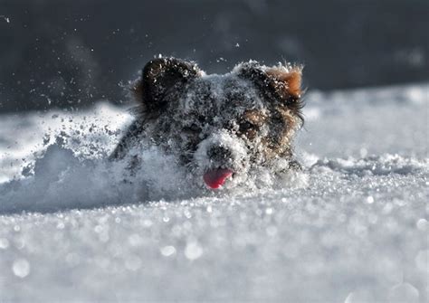 Hilarious And Heartwarming Photos Of Dogs In Snow Snow Dogs Winter
